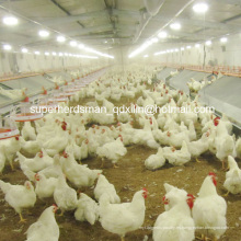 Equipo completo de cría de reproductores para la granja avícola